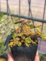 Euphorbia decary ユーフォルビア　デカリー