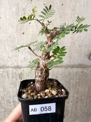 ユーフォルビア カリサナ 実生 大株 塊根植物 夏型 コーデックス TRILLGREEN(トリルグリーン)塊根植物/アガベ/サボテン