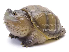 【動物の惑星】フロリダカミツキガメ フィギュア