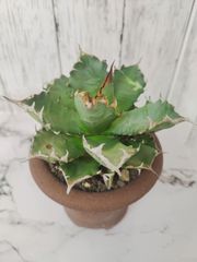 アガベ チタノタ 姫厳竜 ドワーフ Agave titanota Dwarf 実生苗