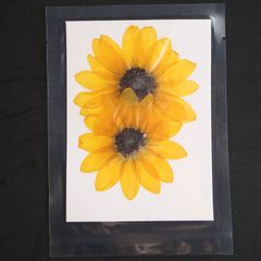 1シート 2個 押し草 押し花 花材 封入素材 ドライフラワー レジン レジン材料 レジン素材 自然素材 OS-00040