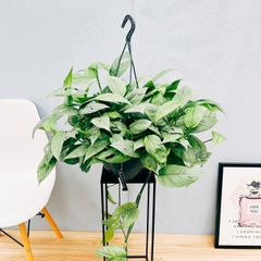 ［現品］【希少】2番　エピプレムヌム　ピナツム　セブブルー　8号　観葉植物　室内　レア　おしゃれ　吊り鉢　ハンギング
