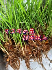 achi　マコモダケ苗　200本+α マコモタケ苗 マコモ苗　マコモダケ 楽天市場】マコモ 苗の通販