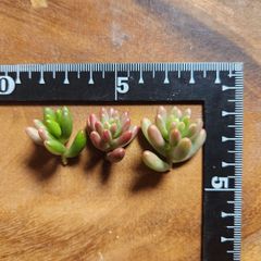 オーロラ　虹の玉　カット苗　3個