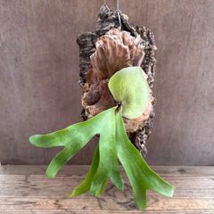 コウモリラン アルテミス② コルク付 現品  Platycerium artemis  ビカクシダ 麋角羊歯 プラティケリウム アルシコルネ アルキコルネ ウァッセイ クアドリディコトマム 交配種 ハイブリッド  ハンギング 吊るす インテリア  グリーン