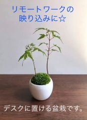 ミニ盆栽　もみじ2本（みるく色の鉢）B
