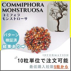 【種子】コミフォラ モンストローサ /セット割あり 数量5粒から購入OK