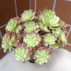 メルカリ便　アエオニウム　ヤヌス錦　韓国苗 2j2vvRck9LpsrrpBye7Wya.jpg@jpg