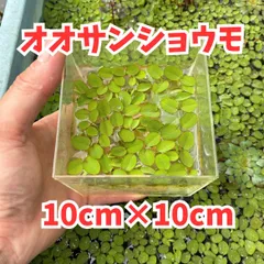 ①水草　オオサンショウモ　10cm×10cm ビオトープの日陰　水質浄化　産卵床　メダカとの相性抜群のサムネイル