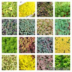 多肉植物セダム16種類　各5カットずつ【育成説明書付】