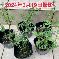 マイクロミニバラ/須惠姫/蕾多数/ 5号スリット鉢/現品限り✨