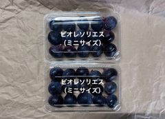 西洋いちじく　ビオレソリエスミニサイズ　常温発送