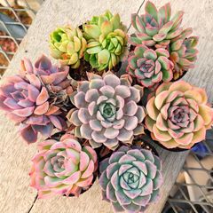 専用出品 エケベリア コレクション 専用出品 エケベリア コレクション 専用出品 エケベリア コレクション