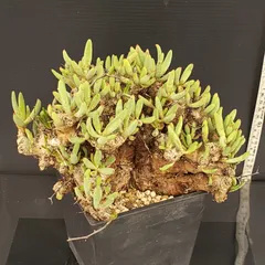 おまとめ専用 万物想 万物想】チレコドン レティキュラーツス(Tylecodon reticulatus