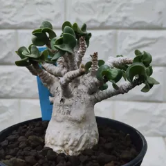 2025年最新】アデニウム ドーセットホーンの人気アイテム - メルカリ