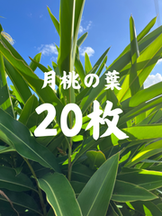 沖縄県産 無農薬 月桃の葉