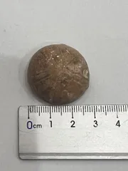 化石　ウニ　雲丹　鎌倉 楽天市場】カシパンウニ ウニ化石 ウニ 104g 古代のウニが化石化