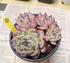 ☆水蜜桃　群生♪多肉植物