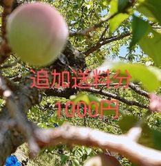 追加送料分1000円