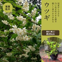 ウツギ（ポット苗）