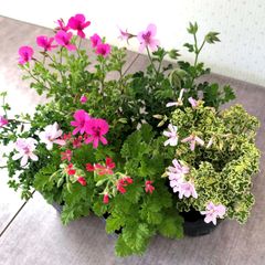 ハーブゼラニウム　5ポットセット 自家栽培　　観葉植物　家庭菜園　蚊連草