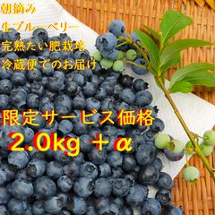 島根県産 冷凍 ブルーベリー 1.8kg 栽培期間中、農薬・化学肥料不使用
