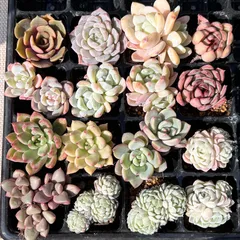 2024年最新】蓮灯 多肉の人気アイテム - メルカリ 