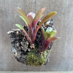 ネオレゲリア　ハイブリッド①  コルク付　交配種 交配 Neoregelia hybrid 交配種 交配 現品 観葉植物 観葉 植物 珍奇植物 珍奇 珍しい レア 希少 タンクブロメリア ブロメリア アナナス ハンギング 吊るす  インテリア おしゃれ