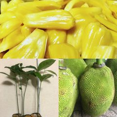 ⭐️⭐️ジャックフルーツの苗1鉢⭐️⭐️ビニールポット植えのまま発送　パラミツ、波羅蜜、熱帯フルーツの苗木　波羅蜜苗木　パラミツ苗木