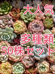 緑川ストア - メルカリShops