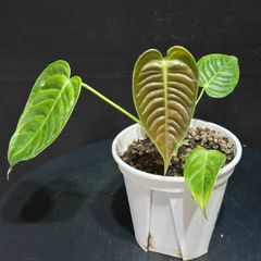 「実生苗」アンスリューム　ベイチー　‘ナローリーフ‘ANTHURIUM VEITCHII `NARROW LEAF`