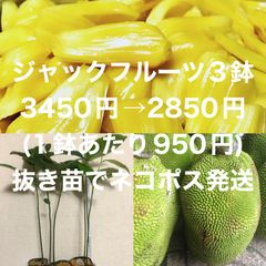 ⭐️⭐️ジャックフルーツの苗3鉢⭐️⭐️ 3鉢3450円→2850円(1鉢950円) ネコポス発送　パラミツ、波羅蜜、熱帯フルーツの苗木　波羅蜜苗木　パラミツ苗木