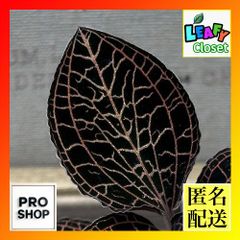 観葉植物　ジュエルオーキッド アネクトキルス アルボリネアータス 2号(個体おまかせ1鉢)　インテリア オシャレ カワイイ 可愛い 室内(504404)