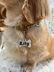 Buddy Charm★クリア　お名前入りドックチャーム 　わんちゃん　わんこ　ネームタグ　ドッグチャーム　ドッグ　チャーム 　犬　子犬　ペット