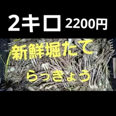 クリスマスローズ 僕とおじいちゃんの思い出 ピンセット 毛抜き