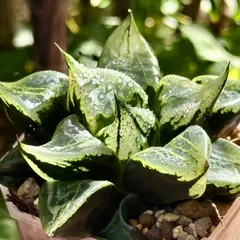 紡*様 裏般若錦　ハオルチア　観葉植物　オークション　C4 ハオルチア 裏般若錦 二頭立