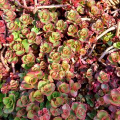 多肉植物セダム　ドラゴンズブラッド30カット【育成説明書付】