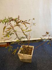 おじぎそうウッドプランター植え　最後の１鉢