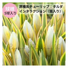 花芽なし】アジサイ：ホシナデシコ〈星なでしこ〉（4号