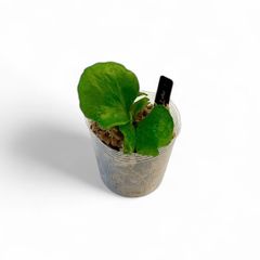 【光沢のある胞子葉が魅力】| P. ellisii  |子株