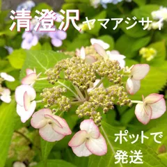 2024年最新】山紫陽花の人気アイテム - メルカリ