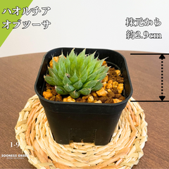 【沖縄育ち】約2.9㎝ ハオルチア オブツーサ 多肉植物 かわいい 育てやすい 南国 1-9