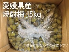 沖縄産摘果マンゴー15キロXoài xanh20〜250g 沖縄産摘果マンゴー15キロXoài xanh20〜250g - メルカリ