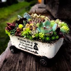 多肉植物寄せ植え そのまま飾れる ちま寄せ花車 - メルカリ