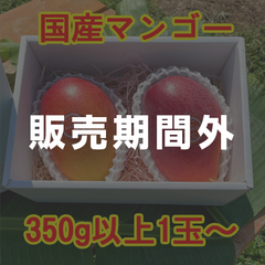 国産アップルマンゴー350g以上1玉～【箱入り】