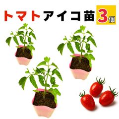 ミニトマト アイコ 苗 3個セット 実生苗 甘い 販売 プランター 初心者でも育てやすい 家庭菜園 病気に強い 農場直送 9cmポット