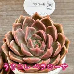 2024年最新】うさコレ多肉植物の人気アイテム - メルカリ