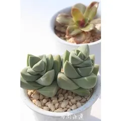 紀ノ川 クラッスラ 2寸ポット 弁慶草科 多肉植物 根付苗 多肉激安 可愛い多肉植物