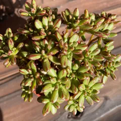 2024年最新】小人の祭り多肉植物の人気アイテム - メルカリ