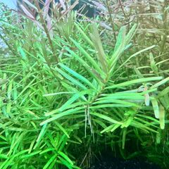 ロタラロトンジフォリア ヒマラヤ（水中葉）3本+おまけ1本